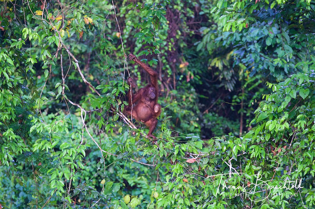 Mother & baby Orangutan, Danum Valley - Borneo - Wild Earth Expeditions