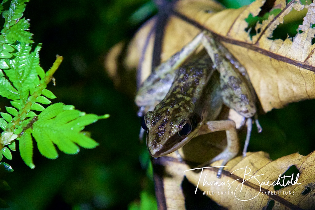 Night walk, Danum Valley - Borneo - Wild Earth Expeditions