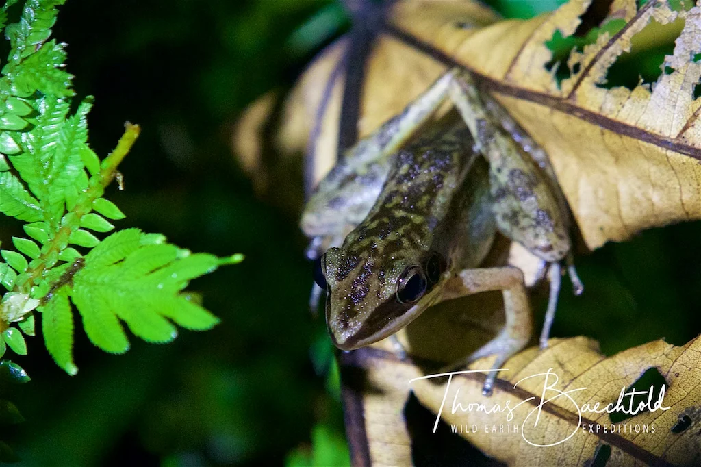 Night walk, Danum Valley - Borneo - Wild Earth Expeditions