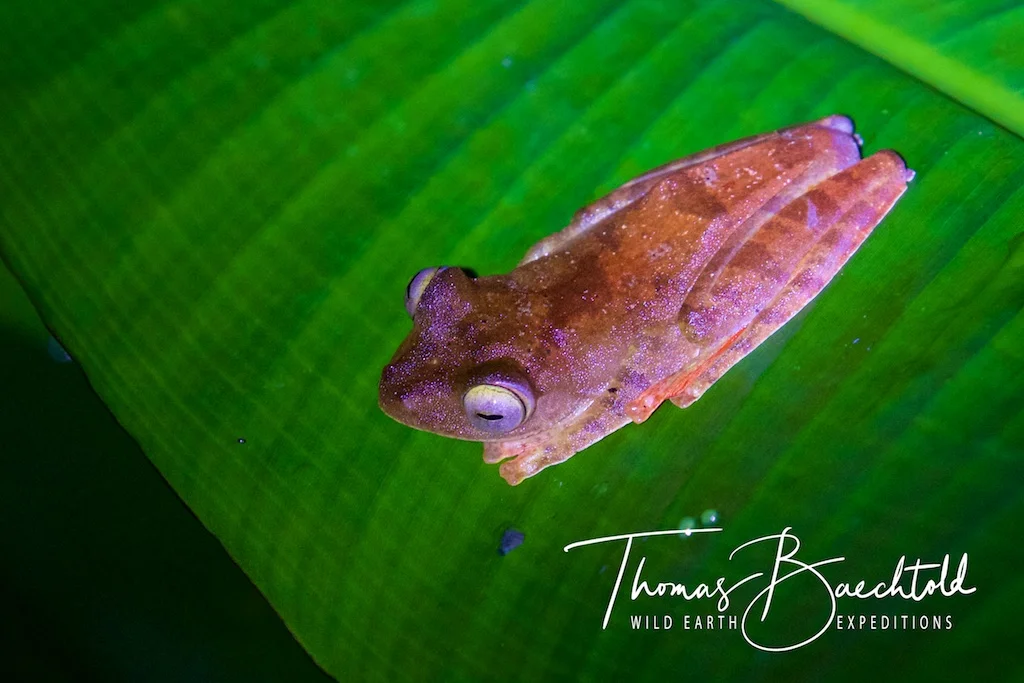 Night walk, Danum Valley - Borneo - Wild Earth Expeditions