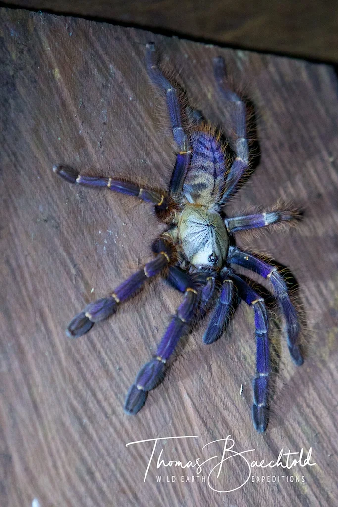 Spiders, Danum Valley - Borneo - Wild Earth Expeditions