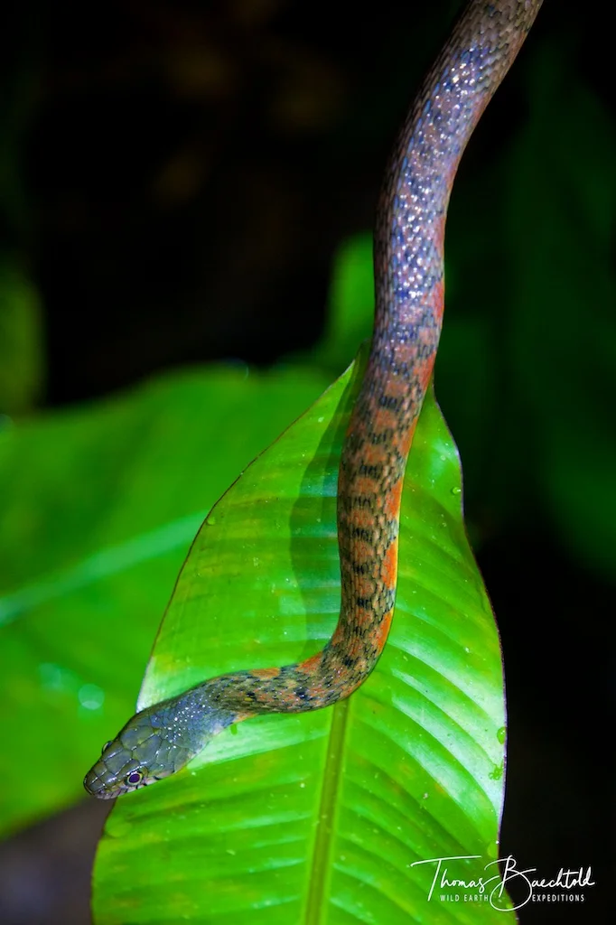 Night walk, Danum Valley - Borneo - Wild Earth Expeditions