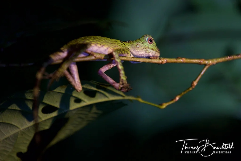 Night walk, Danum Valley - Borneo - Wild Earth Expeditions