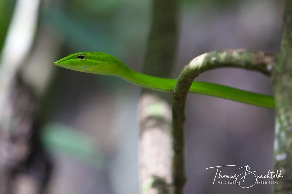 Danum Valley - Borneo - Wild Earth Expeditions