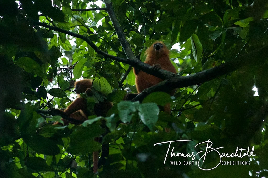Langurs monkey's, Danum Valley - Borneo - Wild Earth Expeditions