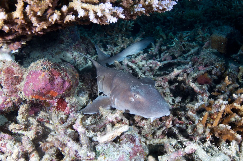 Bamboo Shark, Lankayan Island - Borneo - Wild Earth Expeditions