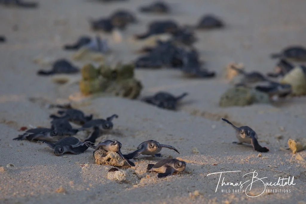 Green & Hawksbill Turtle Hatchlings, Lankayan Island - Borneo - Wild Earth Expeditions