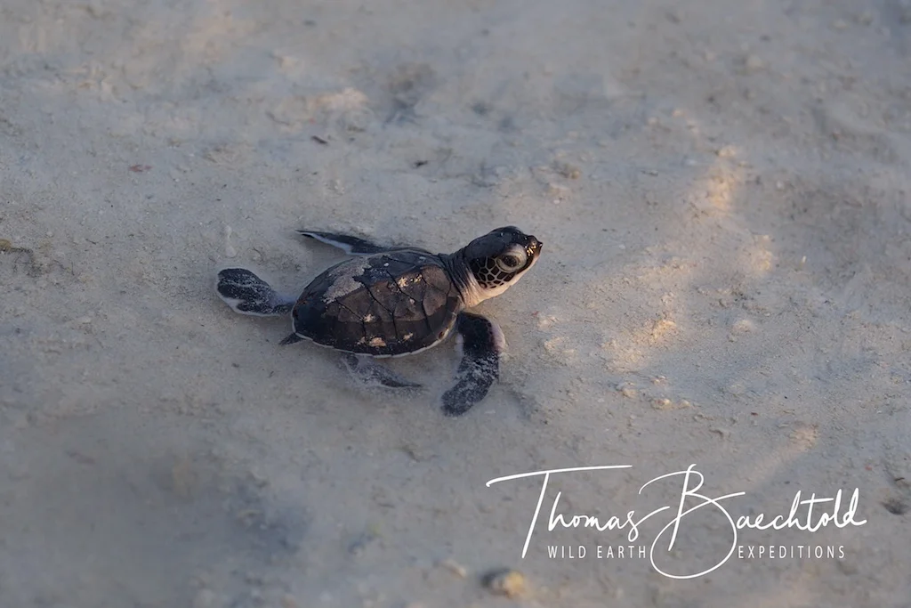 Lone Turtle Hatchling heads for the sea, Lankayan Island - Borneo - Wild Earth Expeditions