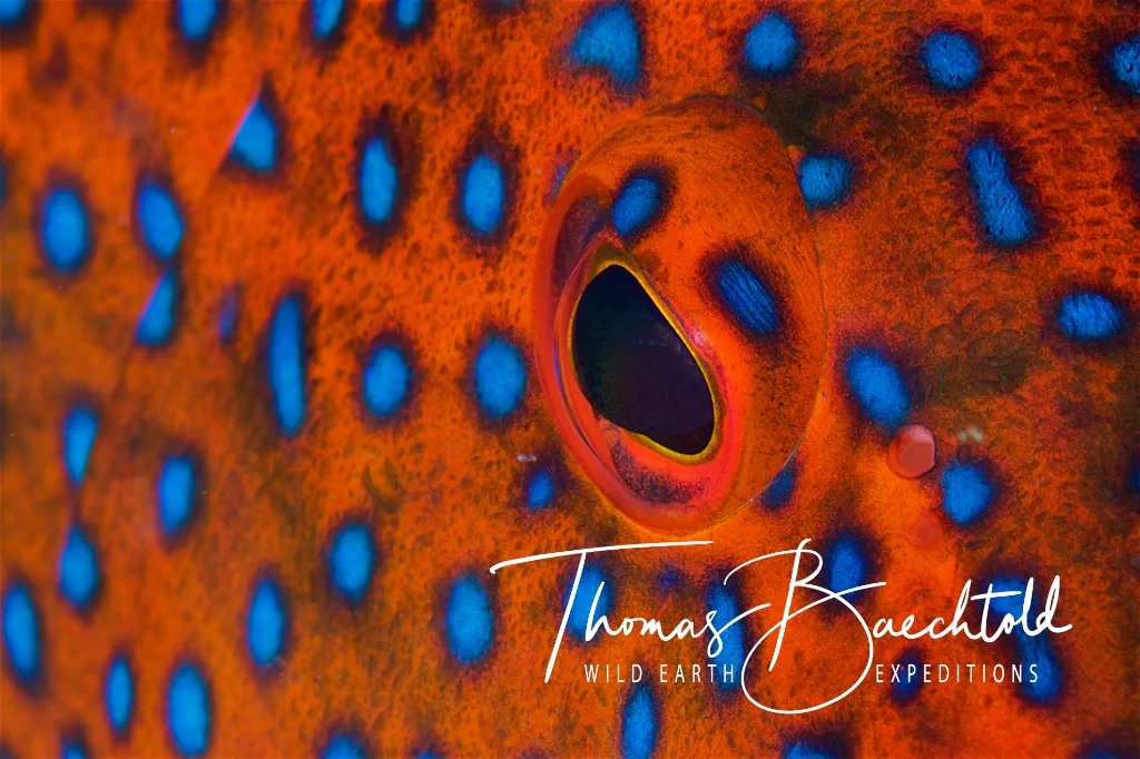 Coral Grouper 'eye', Sipadan - Borneo - Wild Earth Expeditions
