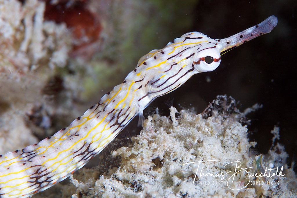 Pipe fish, Sipadan - Borneo - Wild Earth Expeditions