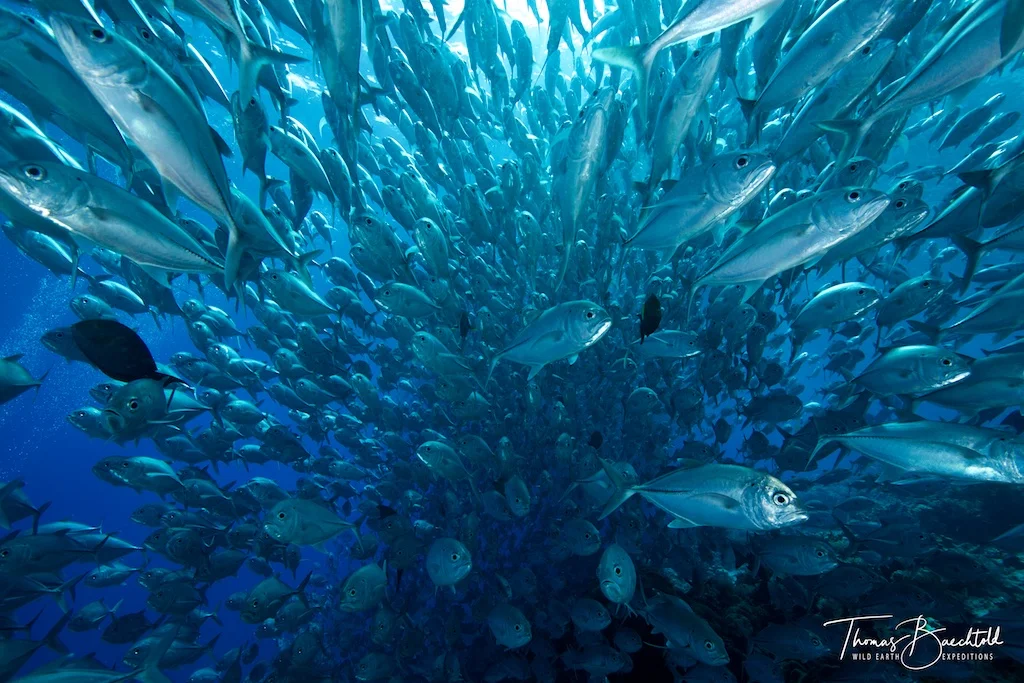 Jack fish, Sipadan - Borneo - Wild Earth Expeditions
