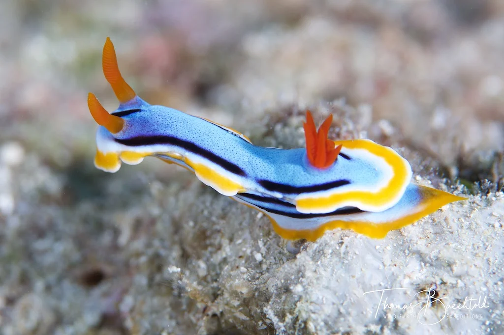 Nudibranch, Sipadan - Borneo - Wild Earth Expeditions