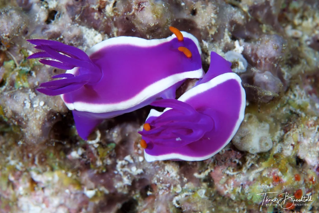 Nudibranch, Sipadan - Borneo - Wild Earth Expeditions