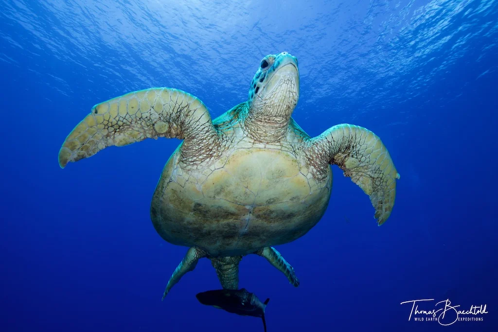 Green Turtle, Sipadan - Borneo - Wild Earth Expeditions