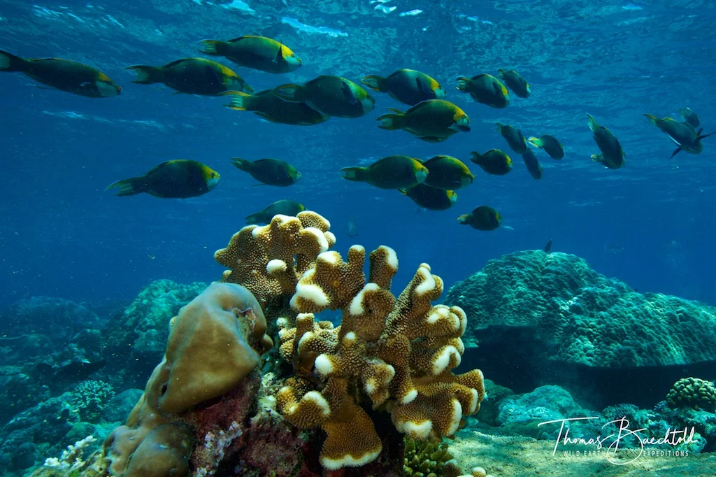 Reef life, Sipadan - Borneo - Wild Earth Expeditions