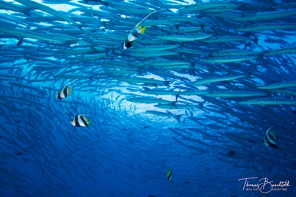 A shoal Sphyraena barracuda (Great Barracuda) with some passing Bannerfish, Sipadan - Borneo - Wild Earth Expeditions