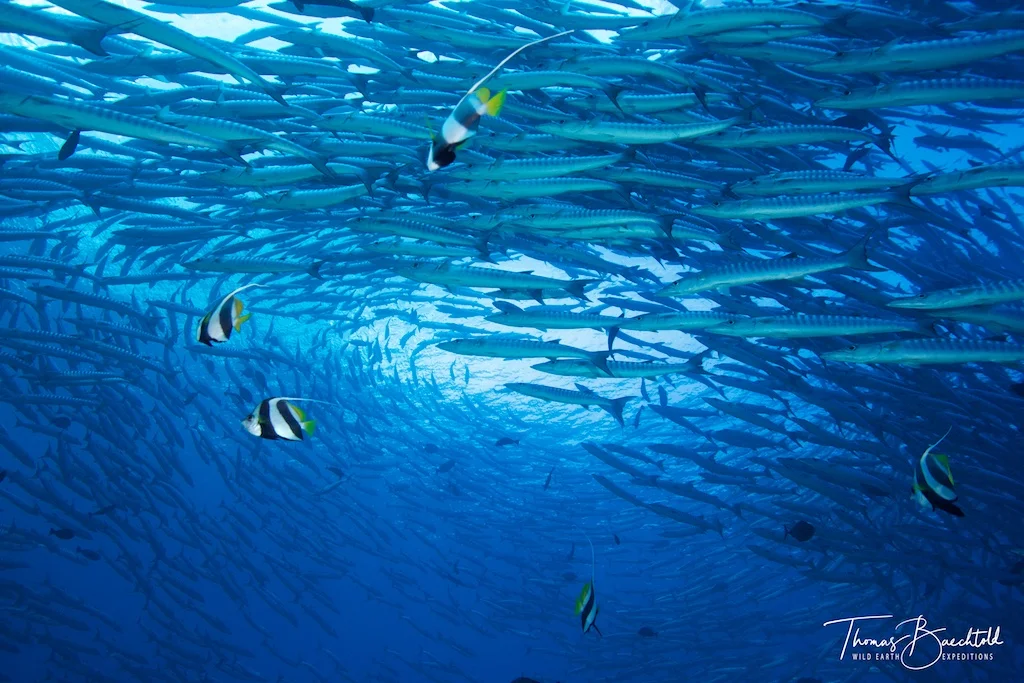 A shoal Sphyraena barracuda (Great Barracuda) with some passing Bannerfish, Sipadan - Borneo - Wild Earth Expeditions