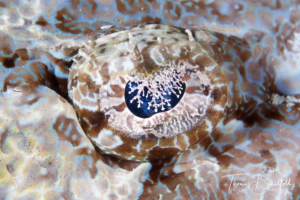 Sipadan - Borneo - Wild Earth Expeditions
