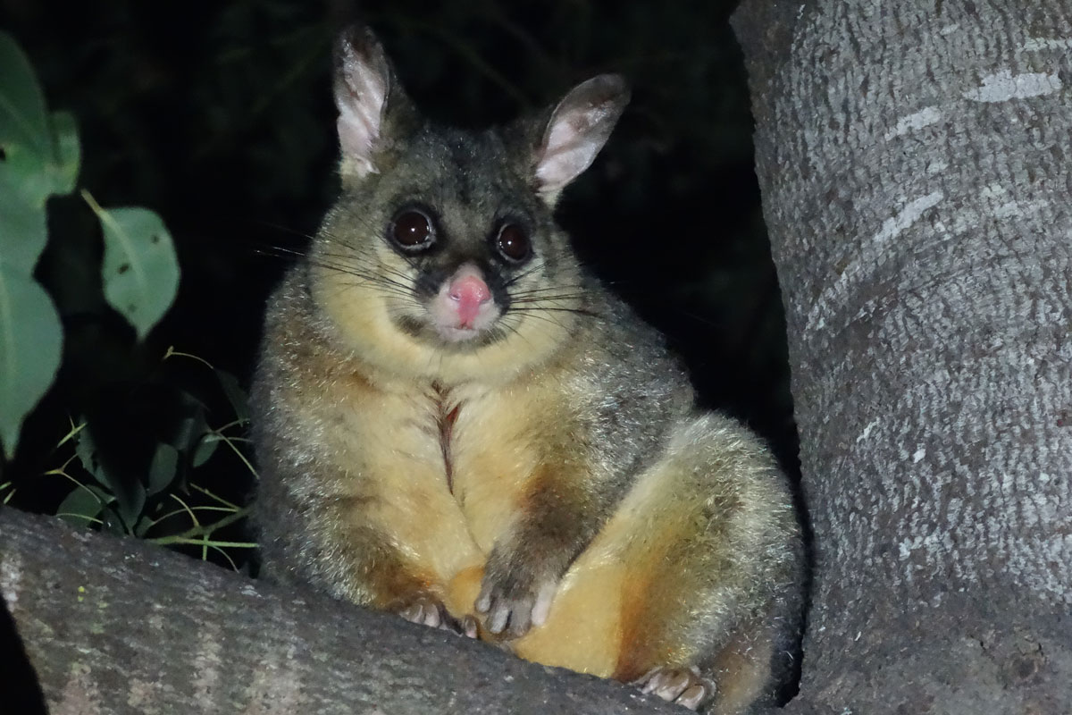 Australia - Wild Earth Expeditions