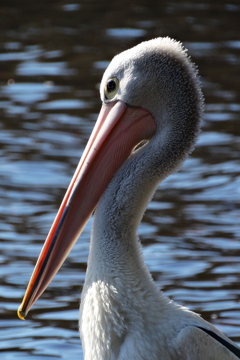 Pelican - Australia - Wild Earth Expeditions