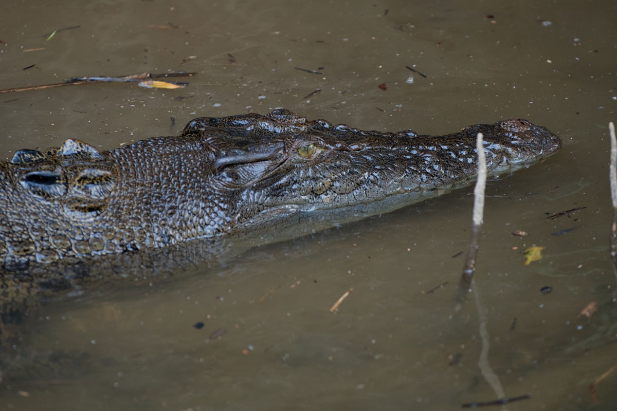 AUS_Daintree-River-©12-Thomas-Baechtold-0238.jpg