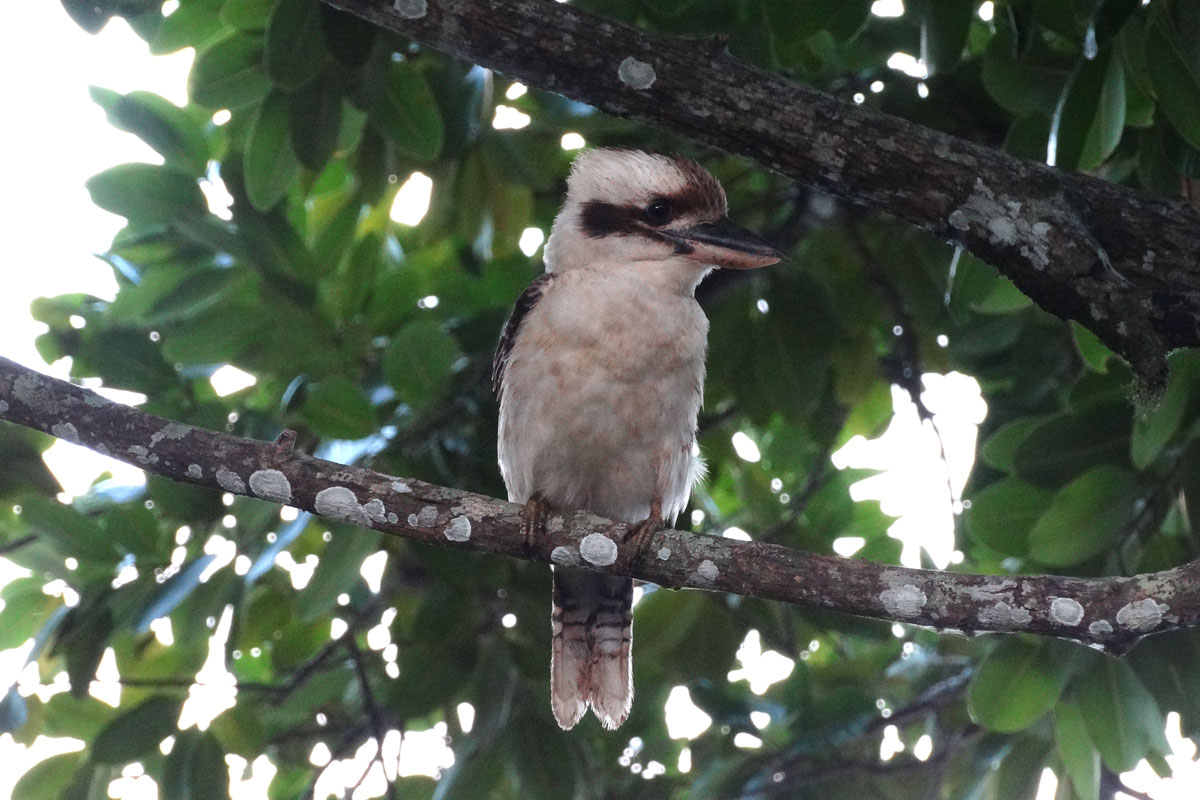 Australia - Wild Earth Expeditions