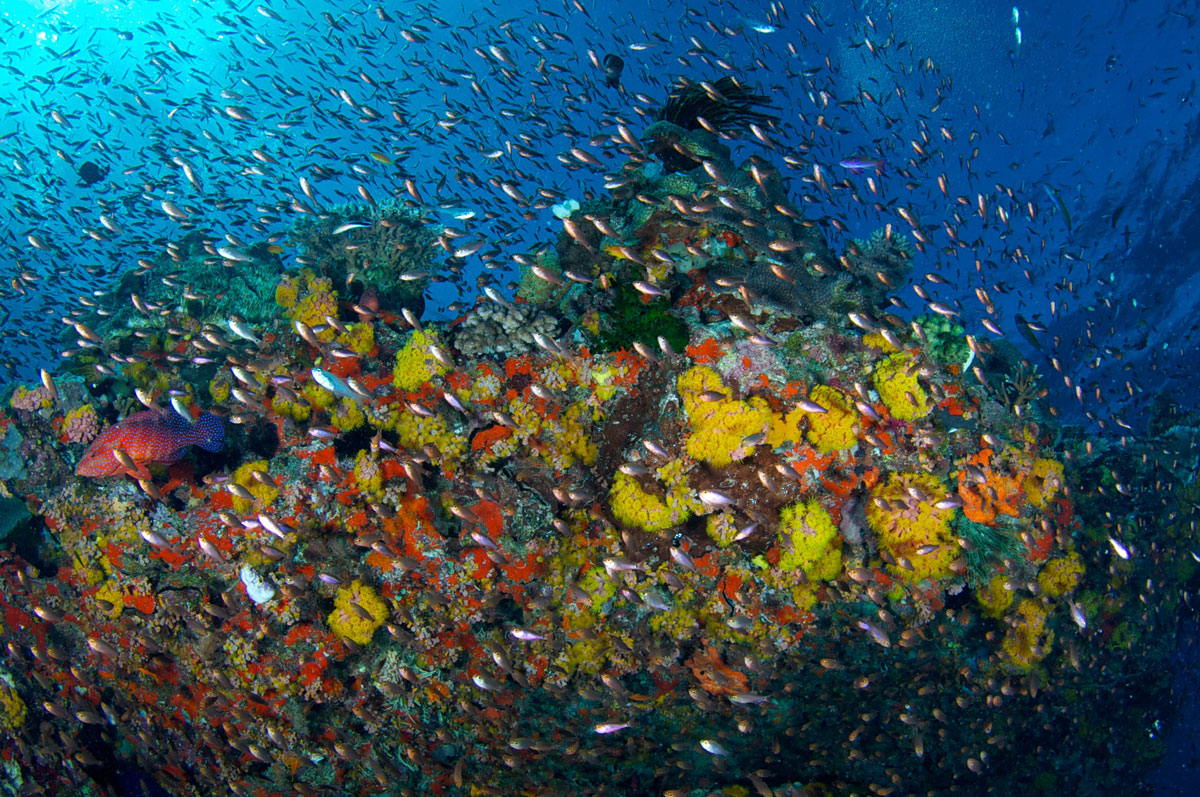 Great Barrier Reef - Australia - Wild Earth Expeditions