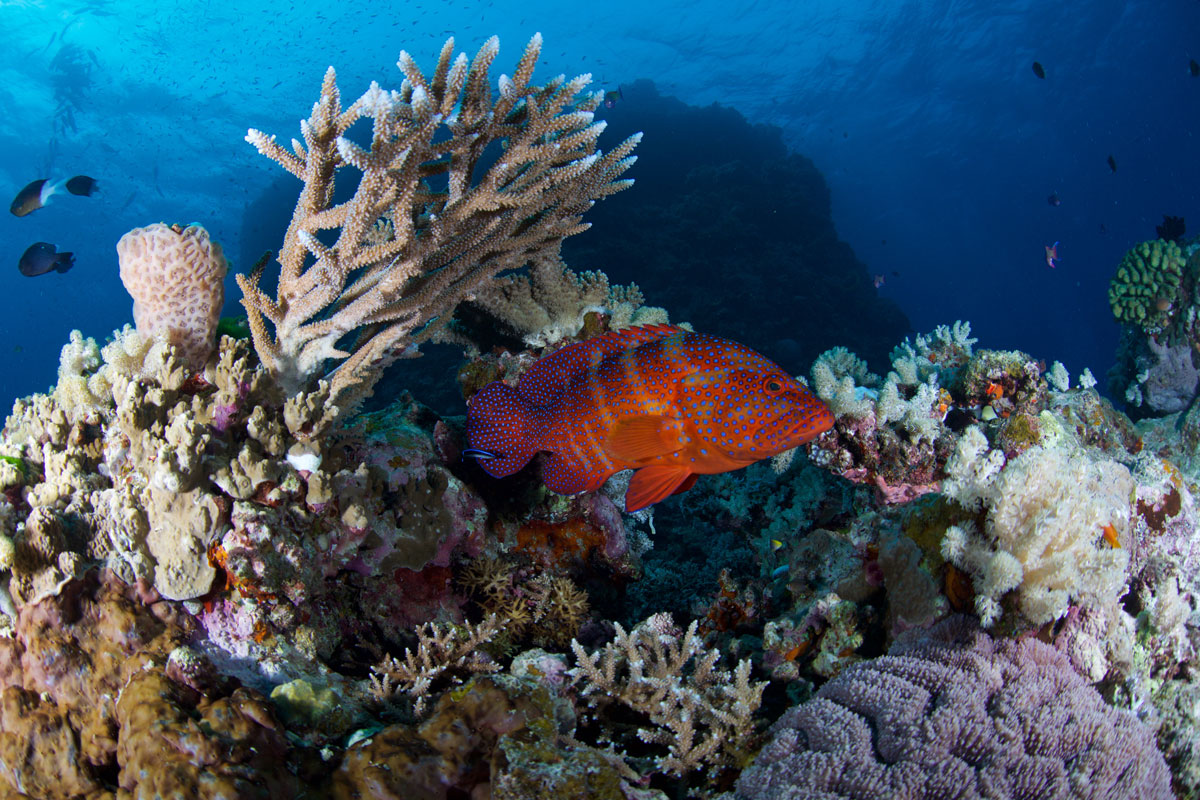 Great Barrier Reef - Australia - Wild Earth Expeditions