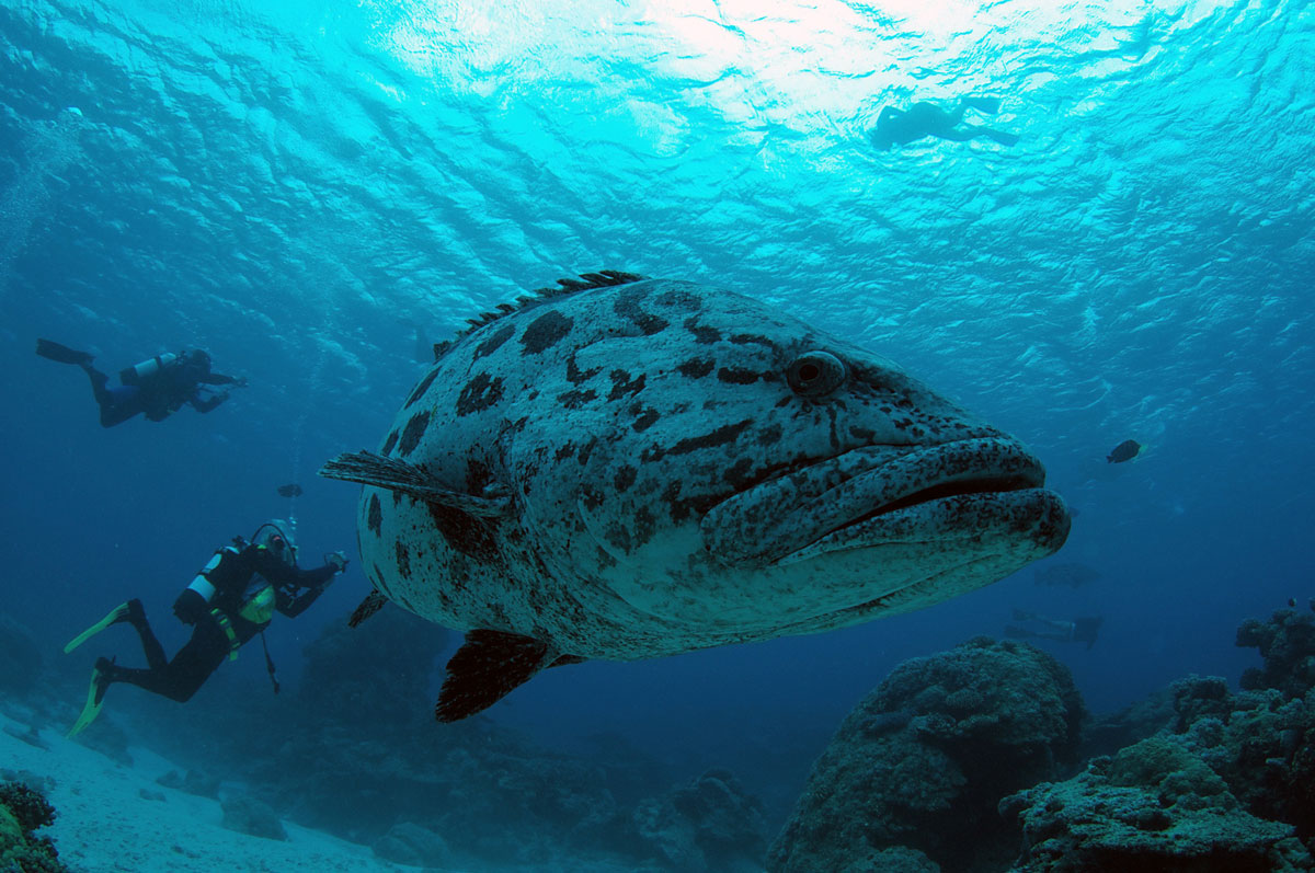 Potato Cod - Australia - Wild Earth Expeditions