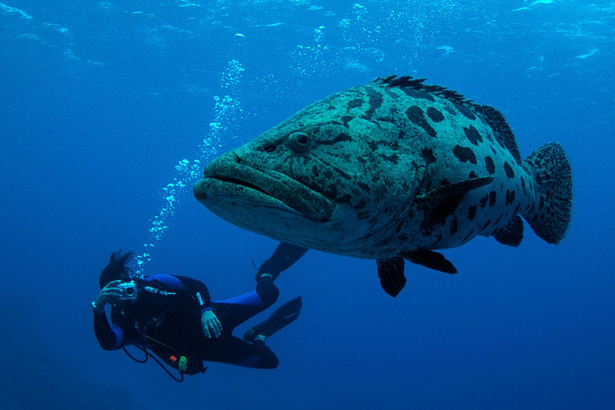 Potato Cod, Great Barrier Reef - Australia - Wild Earth Expeditions