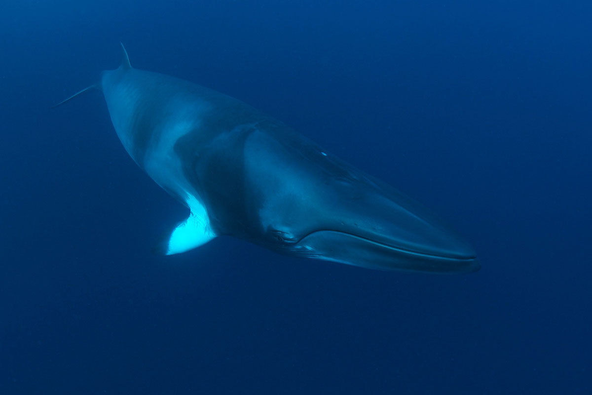 Dwarf Minke Whale - Australia - Wild Earth Expeditions