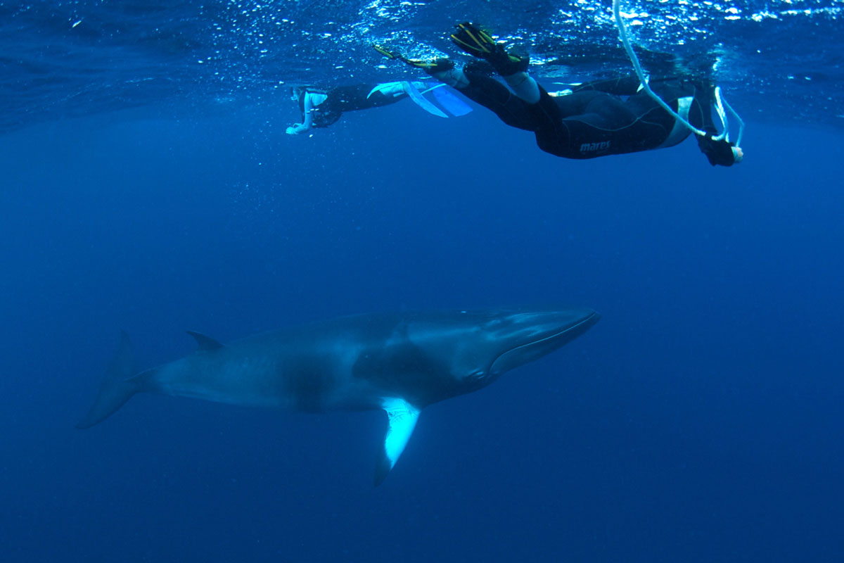 'Eye to eye' with Minke Whales - Australia - Wild Earth Expeditions