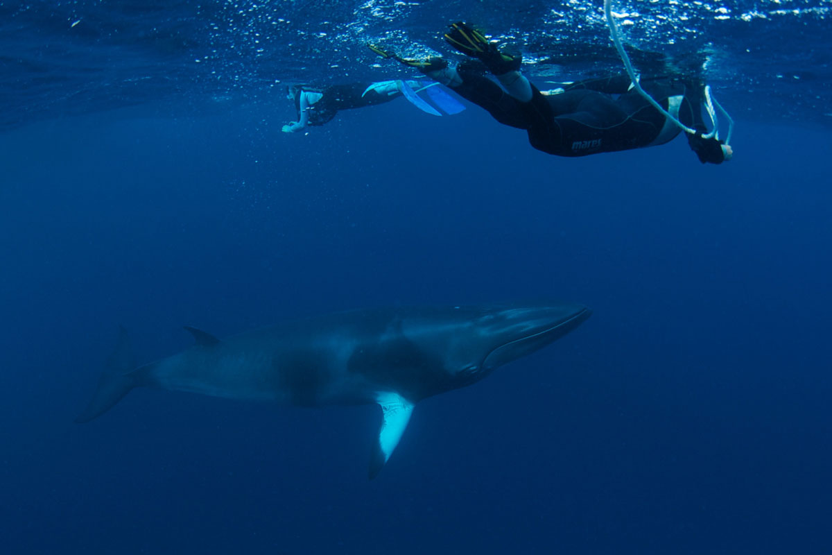 Dwarf Minke Whales - Australia - Wild Earth Expeditions