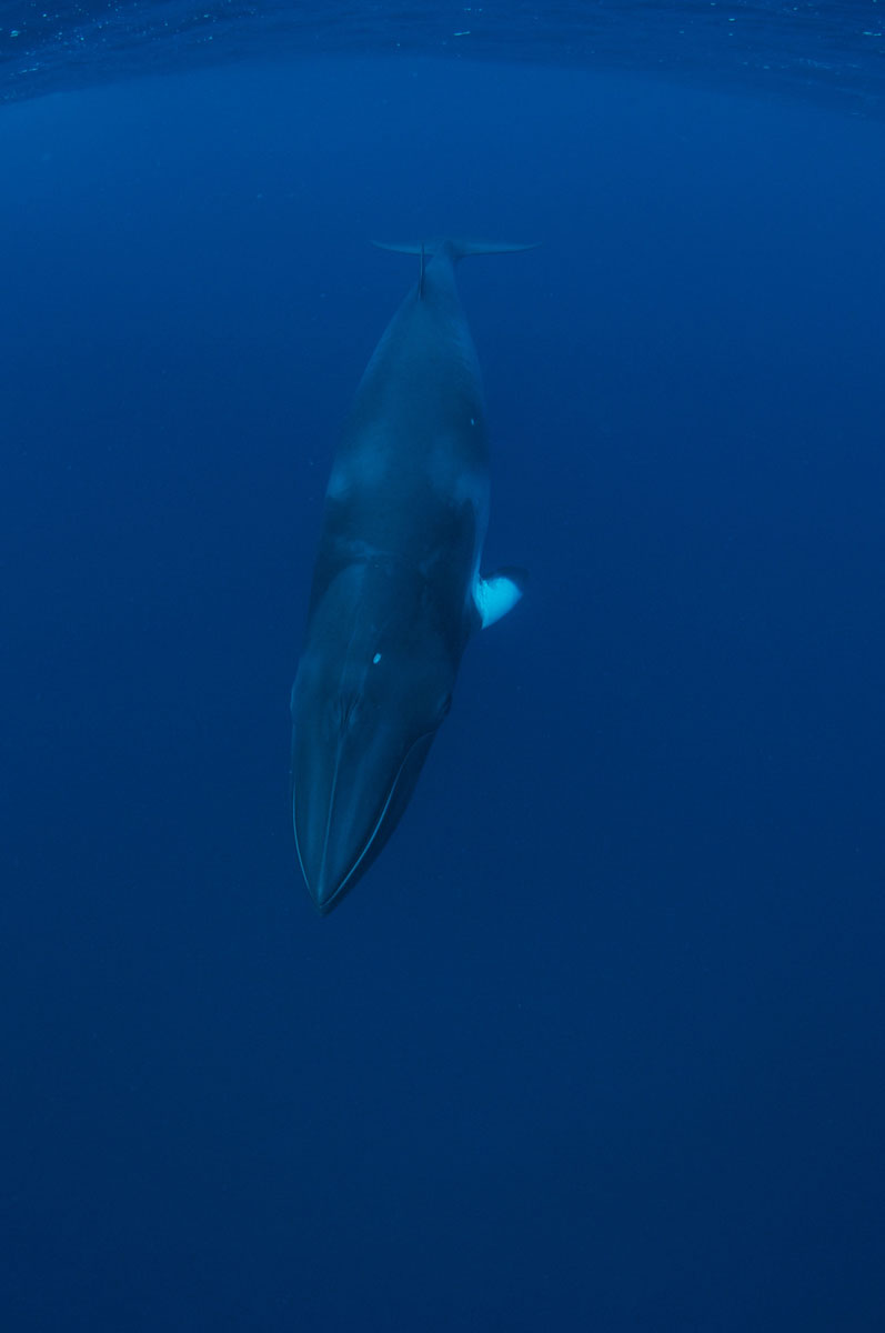 Dwarf Minke Whale - Australia - Wild Earth Expeditions