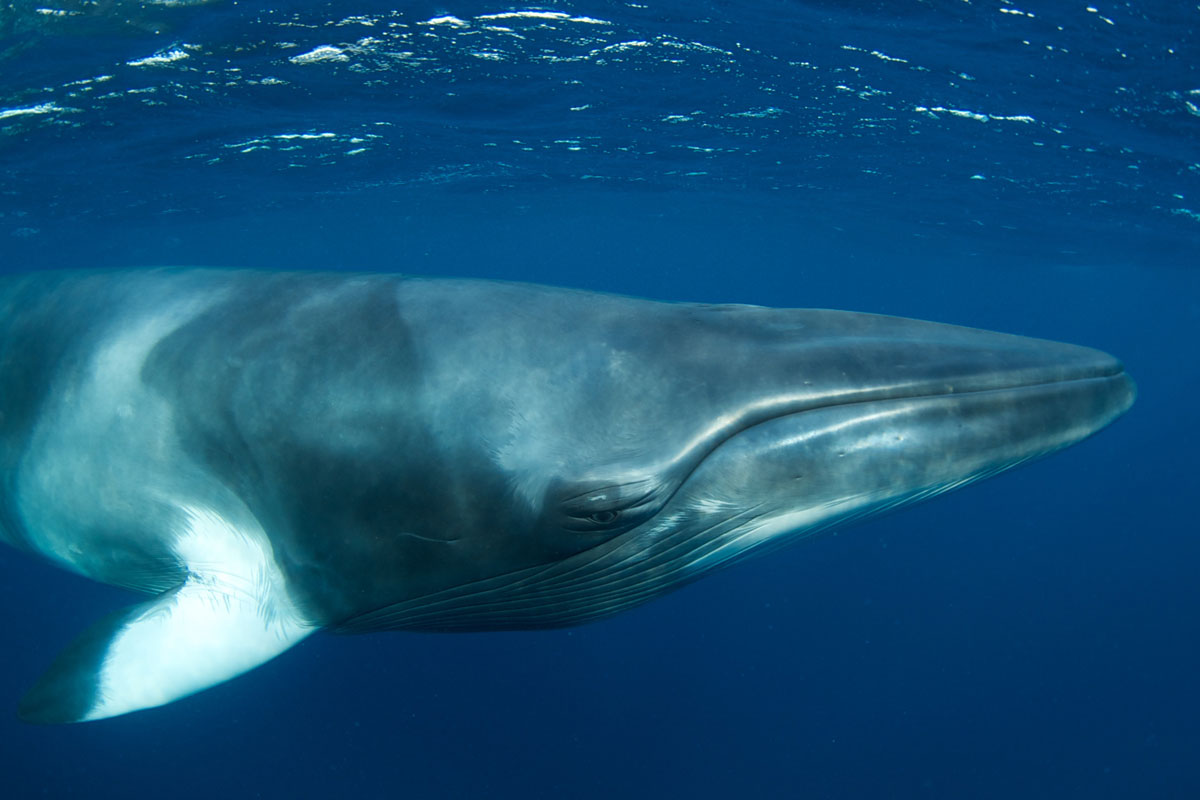 Dwarf Minke Whale - Australia - Wild Earth Expeditions