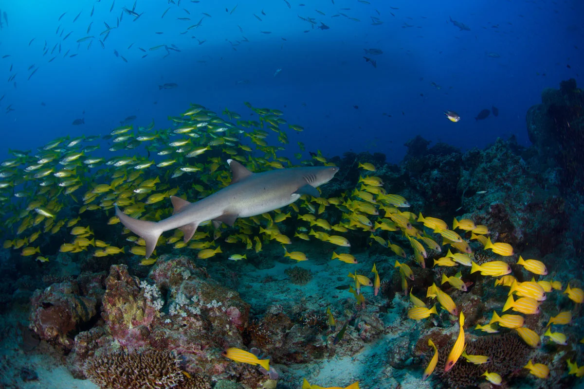Great Barrier Reef - Australia - Wild Earth Expeditions