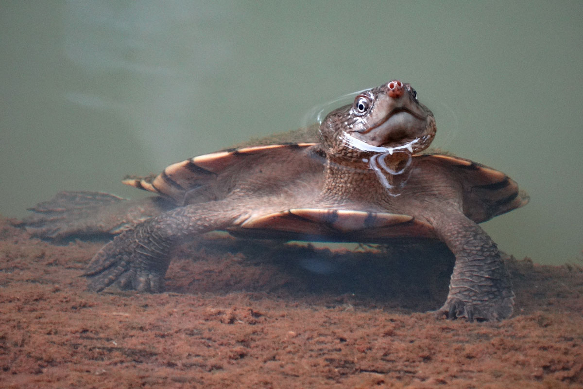 Australia - Wild Earth Expeditions