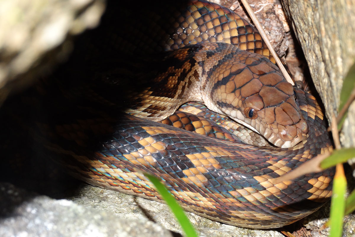 Australia - Wild Earth Expeditions