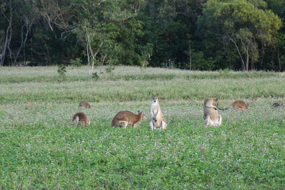 Australia - Wild Earth Expeditions