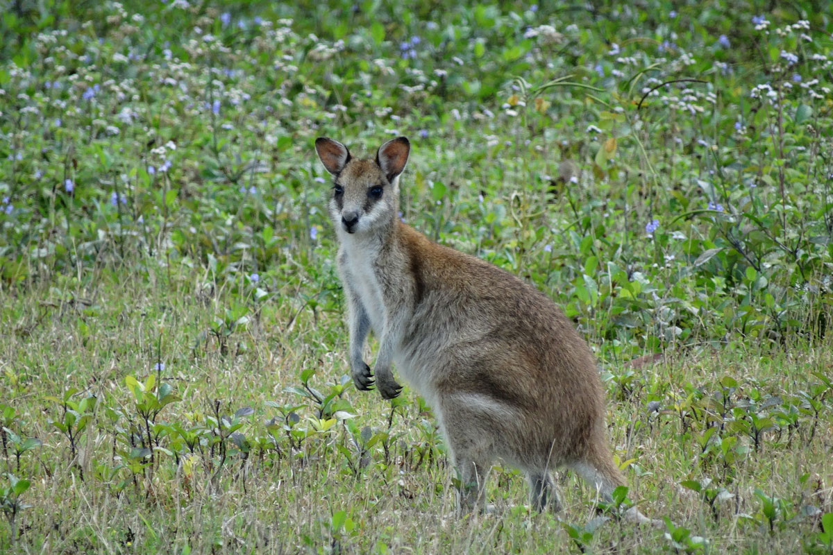 Australia - Wild Earth Expeditions