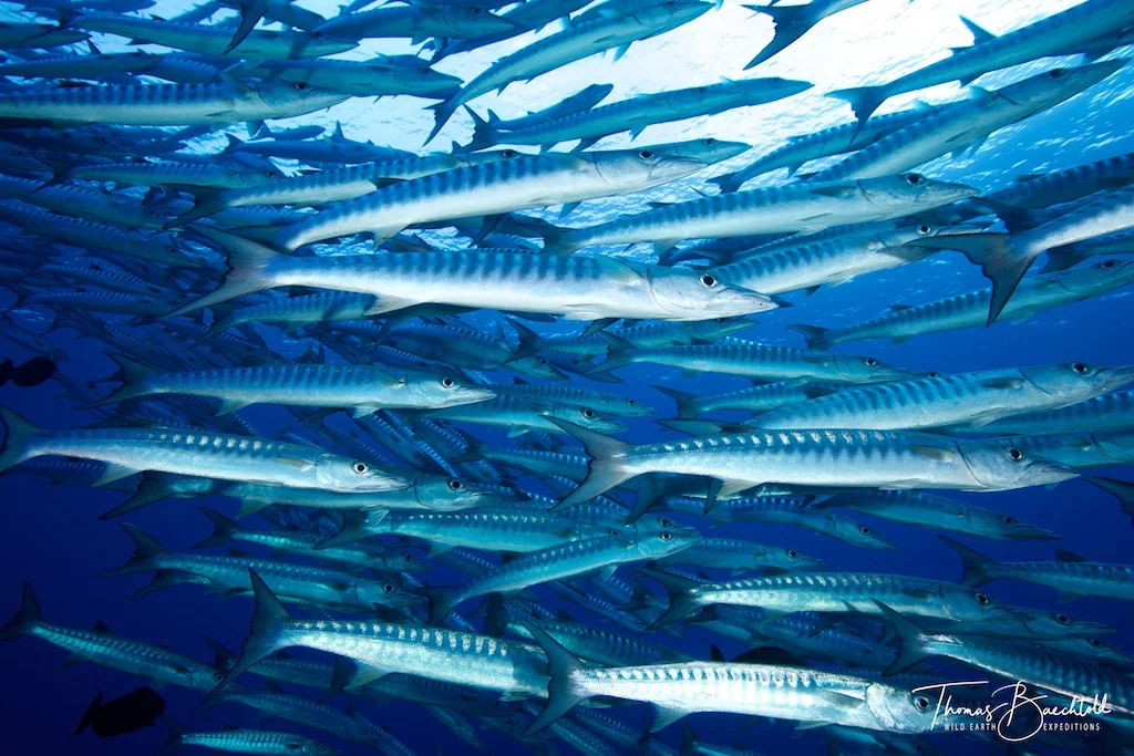 Barracuda, Sipadan - Borneo - Wild Earth Expeditions