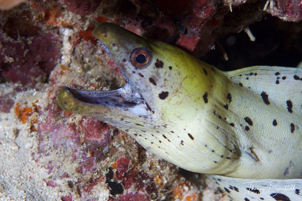 Fimbriated moray, Sipadan - Borneo - Wild Earth Expeditions