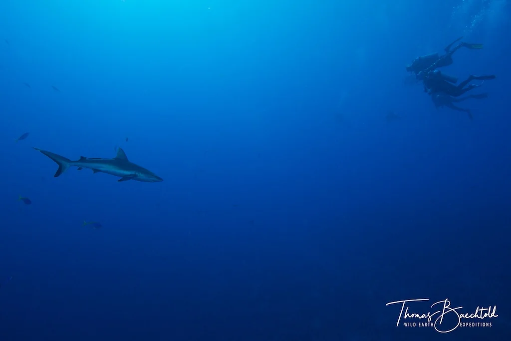 Grey Reef Shark, Sipadan - Borneo - Wild Earth Expeditions