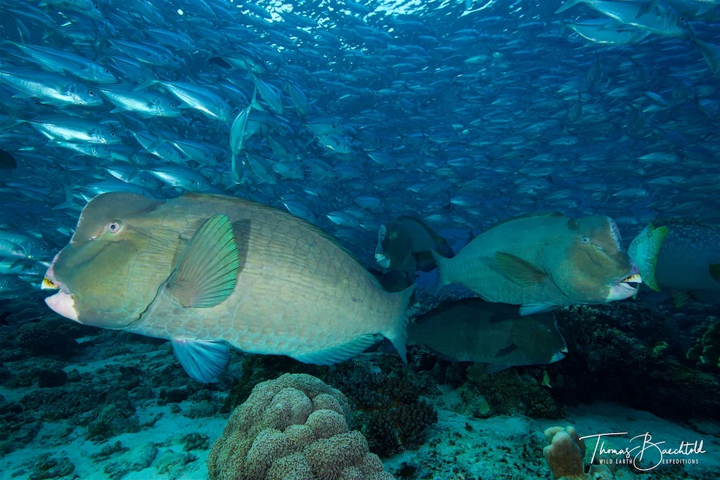 Bumped Parrotfish, Sipadan - Borneo - Wild Earth Expeditions