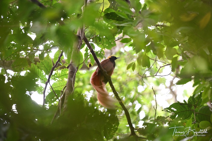 Bird of Paradise - Papua New Guinea - Wild Earth Expeditions