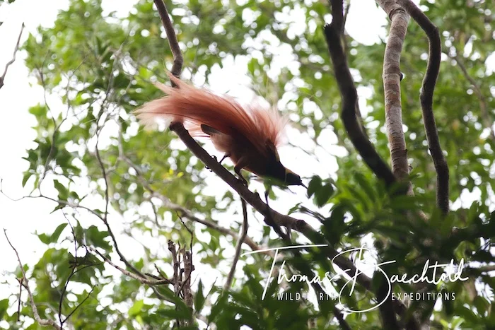 Bird of Paradise, Tawali - Papua New Guinea - Wild Earth Expeditions