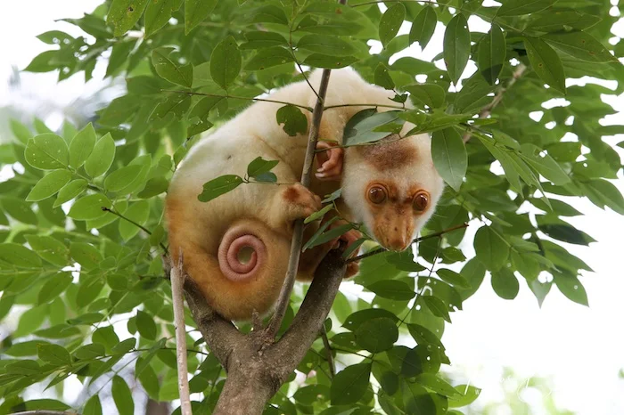 Cuscus, Tawali - Papua New Guinea - Wild Earth Expeditions