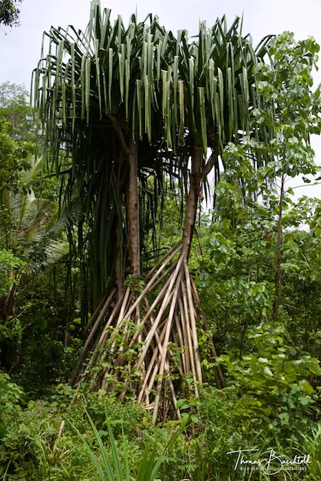 Hiliwau Tawali - Papua New Guinea - Wild Earth Expeditions
