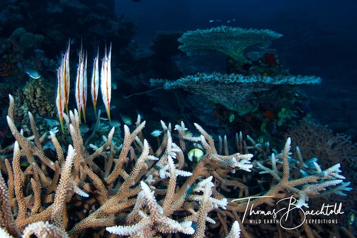Underwater Tawali - Papua New Guinea - Wild Earth Expeditions