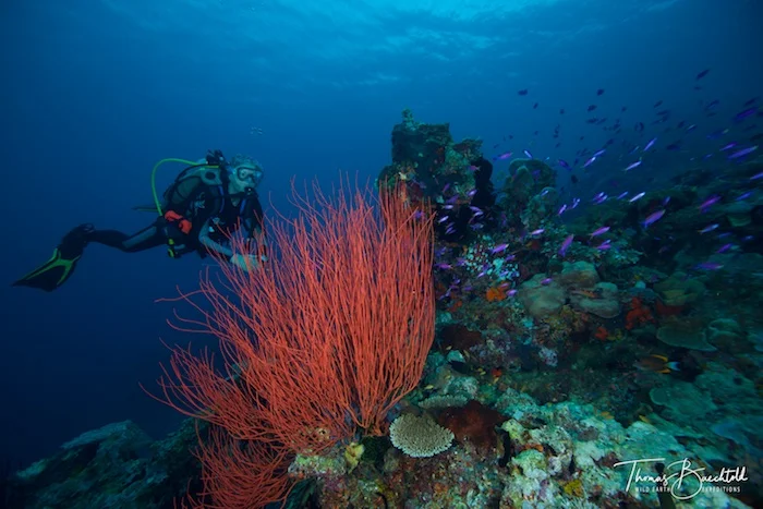 Underwater Tawali - Papua New Guinea - Wild Earth Expeditions